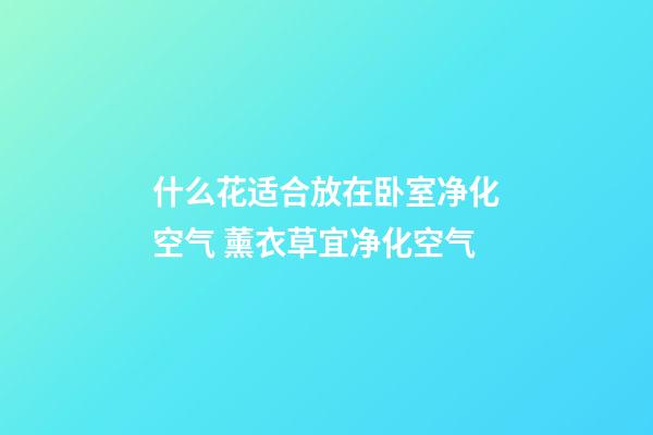 什么花适合放在卧室净化空气 薰衣草宜净化空气